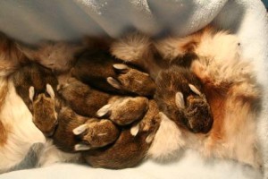 Cuddle Coats bunnies