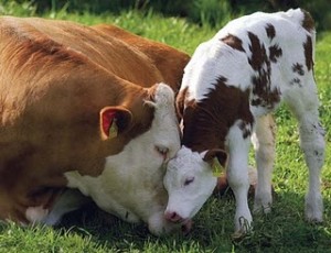 Mama cow and baby