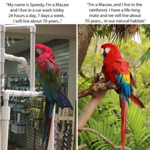 Macaws Don't Belong in a Car Wash