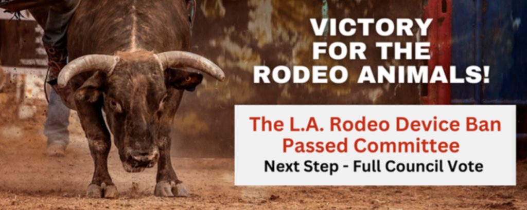 Minnepolis Rodeo Cinch World’s Toughest Rodeo Returns to Minneapolis – Animal Rights ...